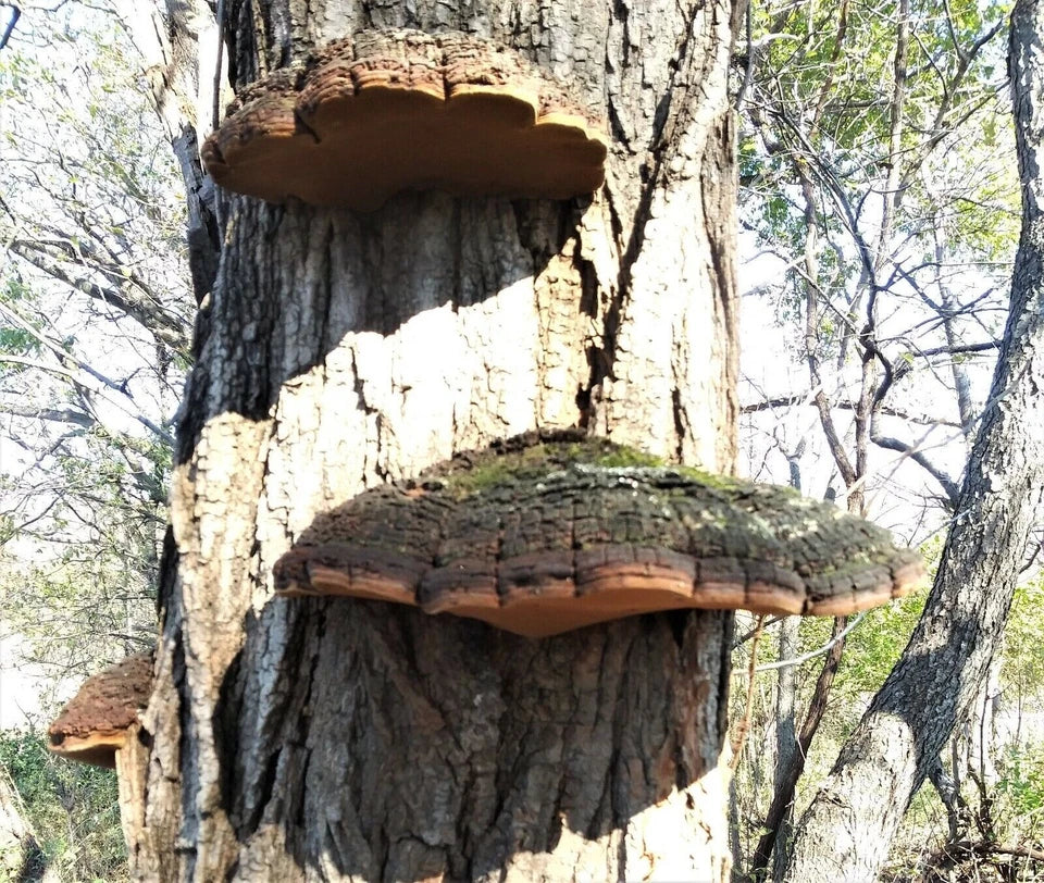 1 Pound Powder Wild Phellinus Linteus Sanghwang Mesima Mushroom상황버섯