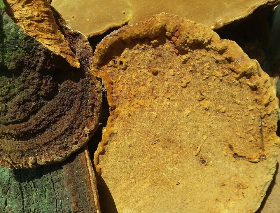 1 Pound Powder Wild Phellinus Linteus Sanghwang Mesima Mushroom상황버섯